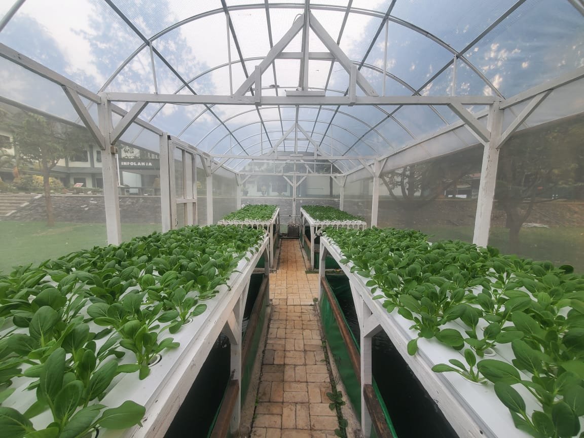 Infolahtadam IV/Diponegoro Kembangkan Pertanian Hidroponik Dukung Ketahanan Pangan